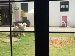 �����ء�